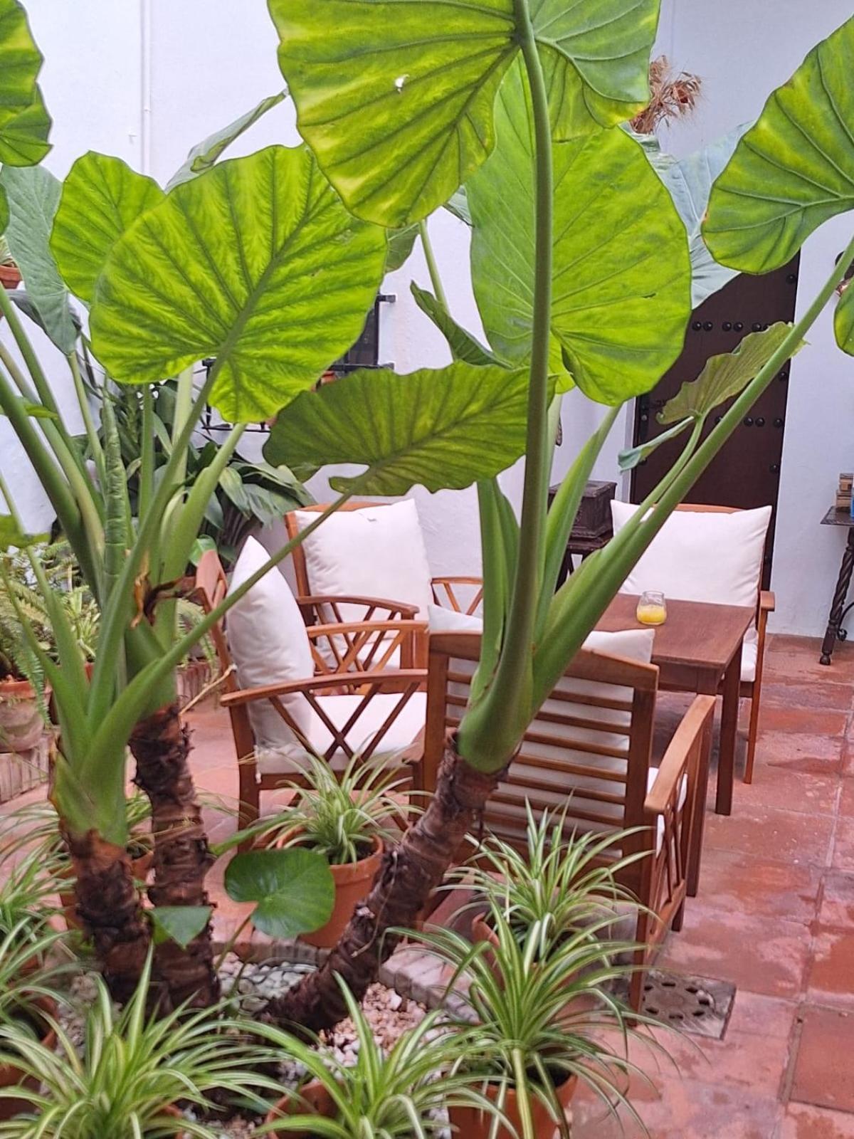 Hostal Gran Capitan Chipiona Bagian luar foto
